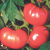 ‘German Pink‘ tomato